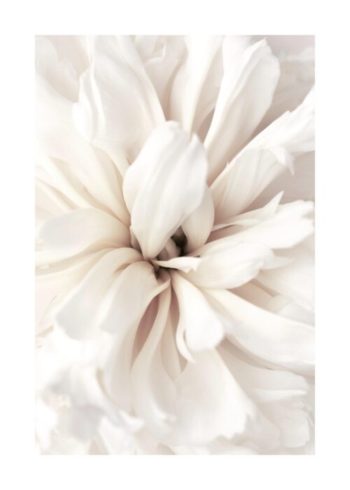 Close Up Blossom Print