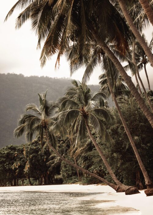 Tropical Embrace Print Tropical Embrace Print